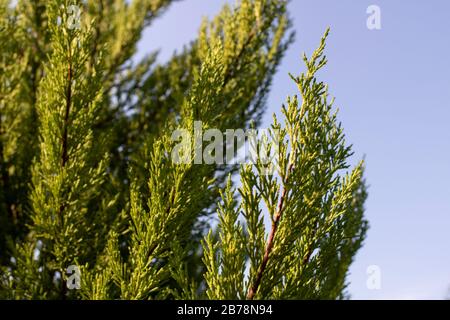 Photo of the leaves of Chamaecyparis obtusa tree. Stock Photo