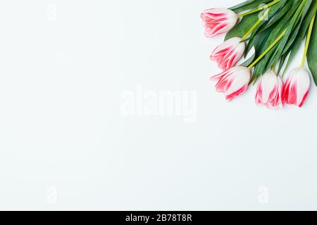 Floral background bouquet fresh pink tulips on white table with copy space. Stock Photo