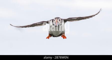 Atlantic puffin flying with fish in bill, Farne Islands, Northumberland, England Stock Photo