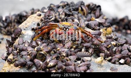 Sally lightfoot crab feeding on mussels, Lima, Peru, South America