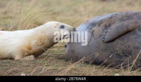 Grey seal pup suckling from its mother, Donna Nook National Nature Reserve. Donna Nook, Lincolnshire, England, UK Stock Photo