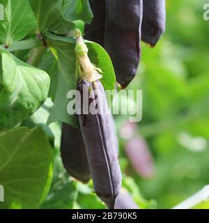 Purple Snow Peas.Seed pods of garden peas ,Pisum sativum. Fresh peas in purple pod hanging on branches in garden. Natural gardening background. Unusua Stock Photo