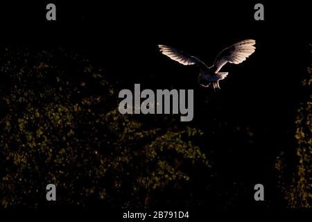 Barn owl flying in York, England, UK Stock Photo