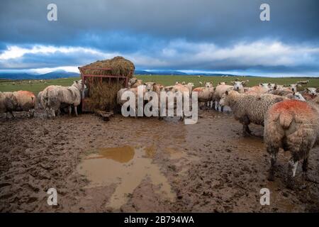 Sheep in a muddy field eating silage from a feeder. Cumbria, UK. Stock Photo