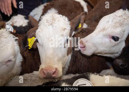 Diary calves for sale at a livestock auction market, Cumbria, UK. Stock Photo