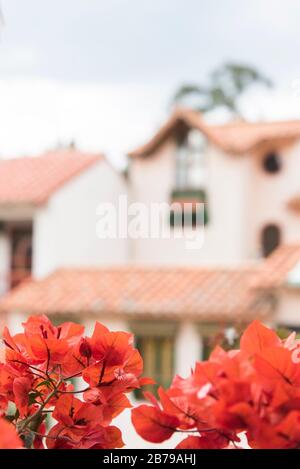 Duitama, Boyaca / Colombia; April 9, 2018: Red bougainvillea spectabilis in Pueblito Boyacense, a picturesque tourist spot with quiet streets and trad Stock Photo