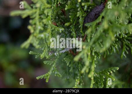 Photo of the leaves of Chamaecyparis obtusa tree. Stock Photo