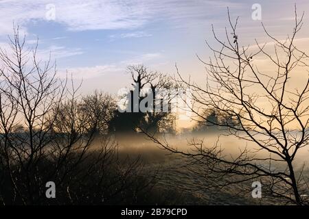 Silhouette of trees and branches in winter morning with mysterious and spooky fog in background fields at sunrise Stock Photo
