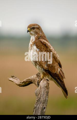 Buzzard - Buteo buteo, common bird of prey from European fields, meadows and woodlands, Hortobagy, Hungary. Stock Photo