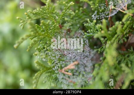 Photo of the leaves of Chamaecyparis obtusa tree. Stock Photo