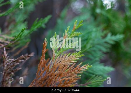 Photo of the leaves of Chamaecyparis obtusa tree. Stock Photo