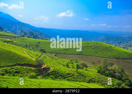Tea Plantations in Munnar (Kerala) Stock Photo