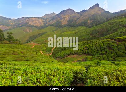 Tea Plantations as seen from Kolukkumalai hills (outskirt of Munnar) Stock Photo