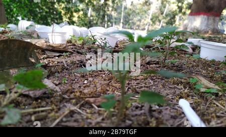 Used Plastic cups  dumped in a National Park. Stock Photo