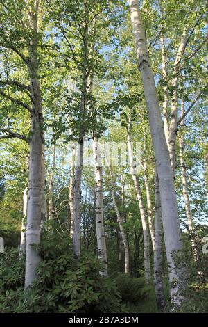 White or Silver Birch Trees (Betula Papyrifera), White Mountain National Forest, New Hampshire, New England, USA Stock Photo