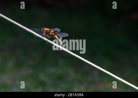 Close-up shot of a dragonfly over rope on a tent in a forest camping Stock Photo