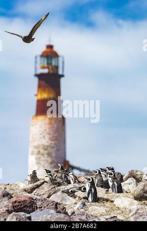 Magellanic penguins with lighthouse, Isla Pinguino, Puerto deseado, Patagonia Argentina Stock Photo
