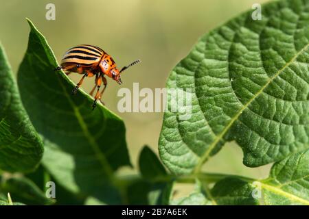Leptinotarsa decemlineata, also known as the Colorado Potato Beetle ...