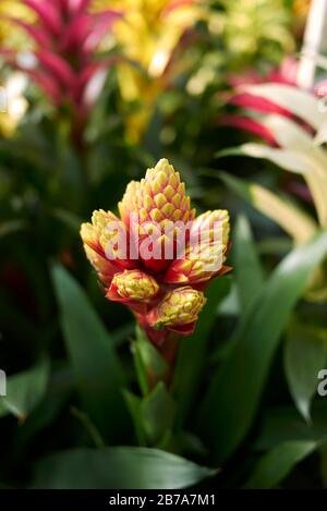 Guzmania or tufted airplant. Bright and colorful flower in bloom Stock ...