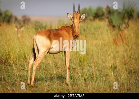 Jackson's hartebeest, Murchison Falls National Park Ugan Stock Photo