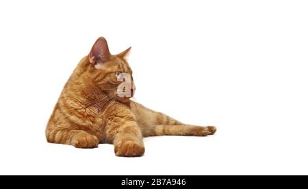 Cute ginger cat lying down and looking curious sideways. Isolated on white background. Stock Photo