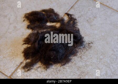 Hair cut off on the floor. Stock Photo