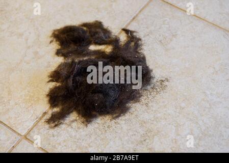 Hair cut off on the floor. Stock Photo