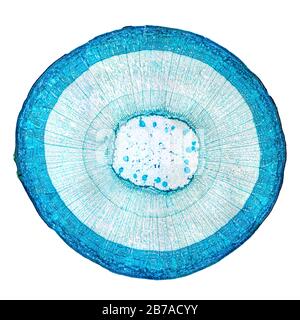 Stem of wood dicotyledon, whole cross section under microscope. Light microscope slide with the microsection of a wood stem with vascular bundles. Stock Photo