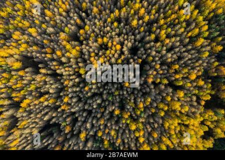 Aerial view of larch and spruce trees in autumn, Galloway Forest, Dumfries & Galloway, Scotland Stock Photo