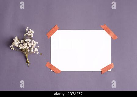 Congratulation card from smal branch of tender gypsophila flowers and blank white paper sheet for text attached on a dark grey background, copy space. Stock Photo