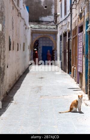 Street scene - featuring an alleyway and a cat , Essaouira, Morocco Stock Photo