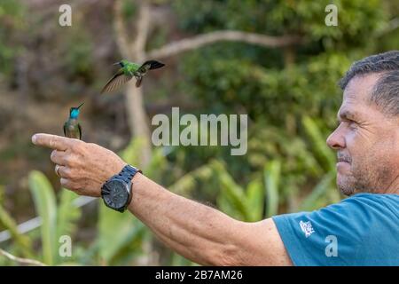 Melvin Fernández, a guide at Savegre Hotel in San Gerardo de Dota, Costa Rica, attracts hummingbirds to his hand. Stock Photo