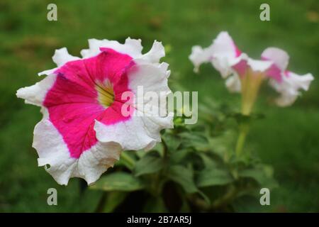 Bi-color petunia, Picotee petunia in garden front and back view, blooming Pink and white petunia white White margin around Pink center Stock Photo