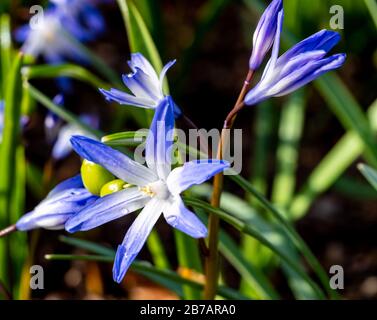 Common star hyacinth Chionodoxa luciliae blooms in spring Stock Photo