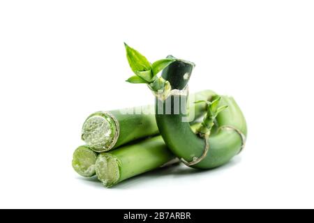 Bamboo isolated on white background Stock Photo