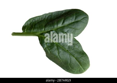 Spinach Leaf two leafs grown from one stem Stock Photo