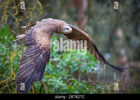 Black Kite in flight (Milvus migrans) Falconry Stock Photo