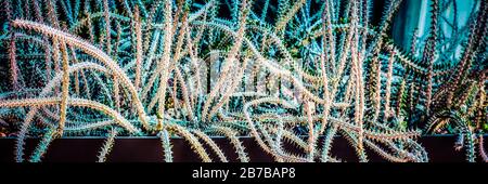 A dramatic vision of a tangle of alluaudia procera.succulent stems appearing snake like in a planter in Arizona, USA Stock Photo