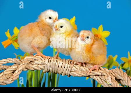 Three chicken chicks, few days old sitting together among flowers Stock Photo
