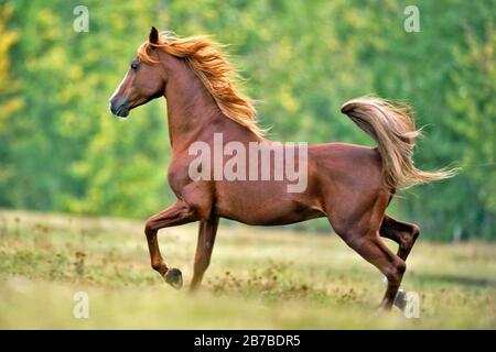 Beautiful chestnut Arabian Stallion trotting on meadow,playful, background blurred, trees in autumn colors Stock Photo