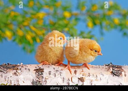 Two cute Chicks sitting together on birch log, yellow flower bush in background. Stock Photo