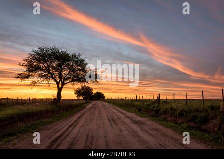 Scene view of a road in the field and a Caldén (Prosopis caldenia) tree  silhouette during colorful sunset Stock Photo
