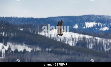 Bald Eagle in flight, soaring over forested winter wilderness landscape. Stock Photo