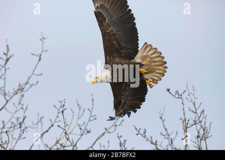 Bald Eagle hunting,  flying low over tree top, alert. Stock Photo