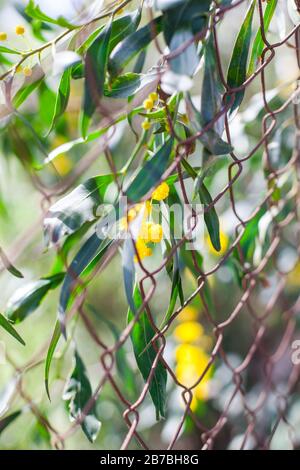 Mimosa, Acacia dealbata. Branch with yellow flowers. Stock Photo