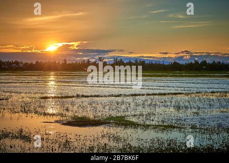 Rice fields at sunset in Hoi AN, Vietnam Stock Photo