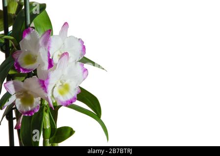 Gorgeous flower of a home orchid in selective focus on a white background. Isolate Stock Photo