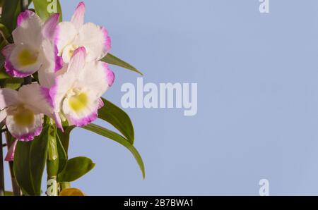 Gorgeous orchid flower in selective focus on a blue sky color background. Stock Photo