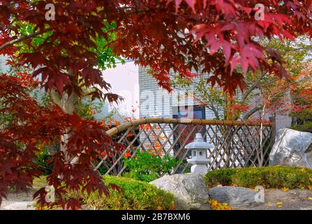 Japanese maple tree in Japanese garden, Ontario, Canada. Stock Photo