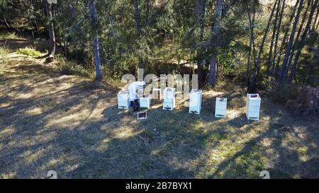 aerial drone shot of a beekeeper working on hives at cessnock Stock Photo